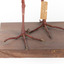 Taxidermy Purple Swamphen standing on a wooden mount facing forward