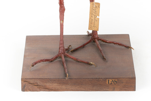 Taxidermy Purple Swamphen standing on a wooden mount facing forward