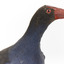 Taxidermy Purple Swamphen standing on a wooden mount facing forward