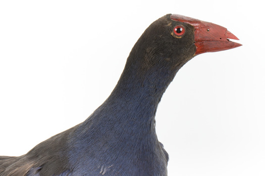 Taxidermy Purple Swamphen standing on a wooden mount facing forward