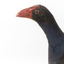 Taxidermy Purple Swamphen standing on a wooden mount facing forward