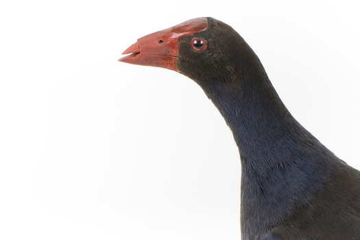 Taxidermy Purple Swamphen standing on a wooden mount facing forward