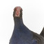 Taxidermy Purple Swamphen standing on a wooden mount facing forward