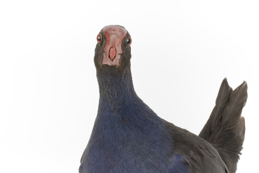 Taxidermy Purple Swamphen standing on a wooden mount facing forward
