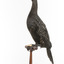 A taxidermy Little Black Cormorant standing on a wooden mount and looking right 