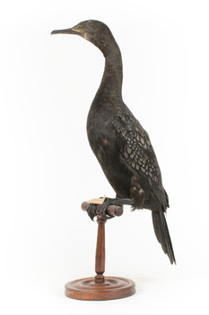 A taxidermy Little Black Cormorant standing on a wooden mount and looking right 