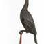 A taxidermy Little Black Cormorant standing on a wooden mount and looking right 