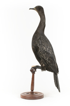 A taxidermy Little Black Cormorant standing on a wooden mount and looking right 