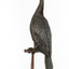 A taxidermy Little Black Cormorant standing on a wooden mount and looking right 