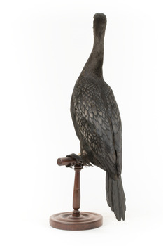 A taxidermy Little Black Cormorant standing on a wooden mount and looking right 