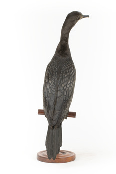 A taxidermy Little Black Cormorant standing on a wooden mount and looking right 