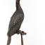 A taxidermy Little Black Cormorant standing on a wooden mount and looking right 