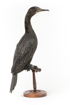 A taxidermy Little Black Cormorant standing on a wooden mount and looking right 