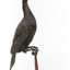 A taxidermy Little Black Cormorant standing on a wooden mount and looking right 