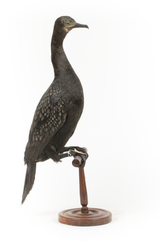 A taxidermy Little Black Cormorant standing on a wooden mount and looking right 