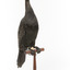 A taxidermy Little Black Cormorant standing on a wooden mount and looking right 