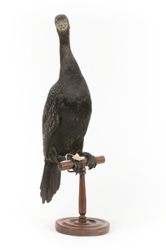 A taxidermy Little Black Cormorant standing on a wooden mount and looking right 