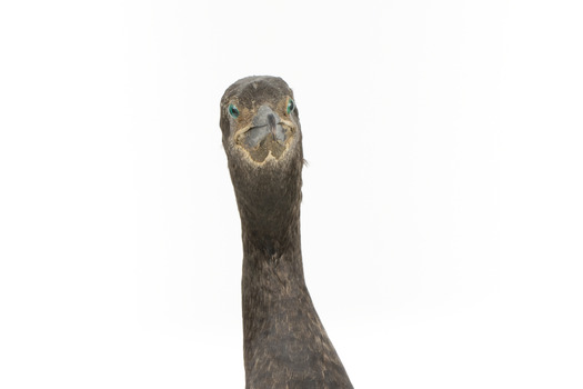 A taxidermy Little Black Cormorant standing on a wooden mount and looking right 