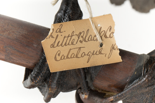 A taxidermy Little Black Cormorant standing on a wooden mount and looking right 