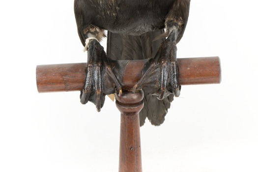 A taxidermy Little Black Cormorant standing on a wooden mount and looking right 