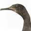 A taxidermy Little Black Cormorant standing on a wooden mount and looking right 
