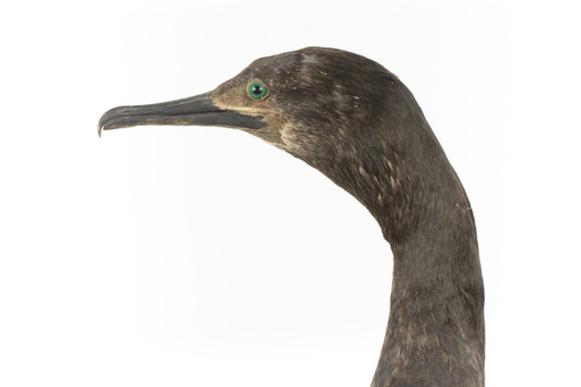 A taxidermy Little Black Cormorant standing on a wooden mount and looking right 