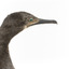 A taxidermy Little Black Cormorant standing on a wooden mount and looking right 