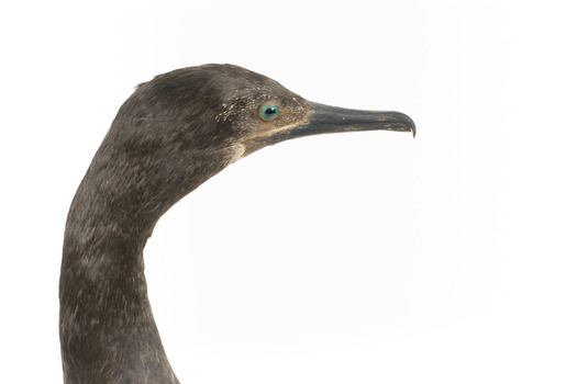 A taxidermy Little Black Cormorant standing on a wooden mount and looking right 