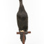 A taxidermy Little Black Cormorant standing on a wooden mount and looking right 