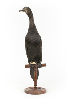 A taxidermy Little Black Cormorant standing on a wooden mount and looking right 