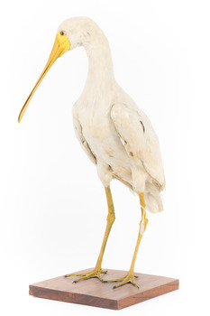 Yellow Billed Spoonbill standing on a wooden platform facing right