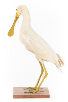 Yellow Billed Spoonbill standing on a wooden platform facing right