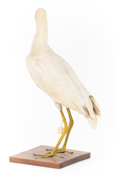 Yellow Billed Spoonbill standing on a wooden platform facing right