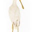 Yellow Billed Spoonbill standing on a wooden platform facing right