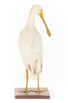 Yellow Billed Spoonbill standing on a wooden platform facing right