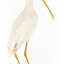 Yellow Billed Spoonbill standing on a wooden platform facing right