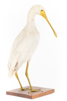 Yellow Billed Spoonbill standing on a wooden platform facing right