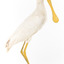 Yellow Billed Spoonbill standing on a wooden platform facing right