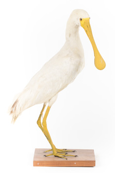 Yellow Billed Spoonbill standing on a wooden platform facing right