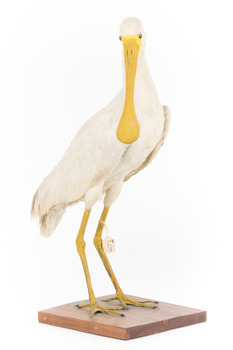 Yellow Billed Spoonbill standing on a wooden platform facing right