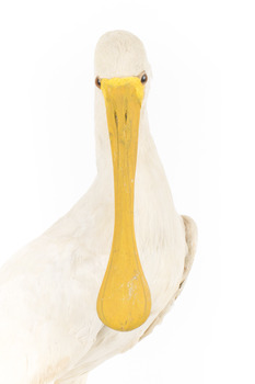 Yellow Billed Spoonbill standing on a wooden platform facing right