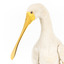 Yellow Billed Spoonbill standing on a wooden platform facing right