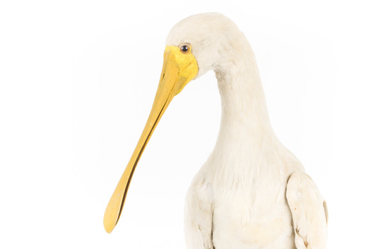 Yellow Billed Spoonbill standing on a wooden platform facing right