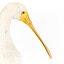 Yellow Billed Spoonbill standing on a wooden platform facing right