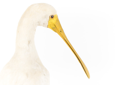 Yellow Billed Spoonbill standing on a wooden platform facing right