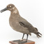 Sooty Albatross specimen standing on a wooden mount and facing forward.