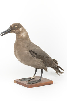 Sooty Albatross specimen standing on a wooden mount and facing forward.