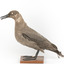 Sooty Albatross specimen standing on a wooden mount and facing forward.