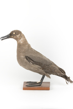 Sooty Albatross specimen standing on a wooden mount and facing forward.