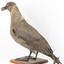 Sooty Albatross specimen standing on a wooden mount and facing forward.